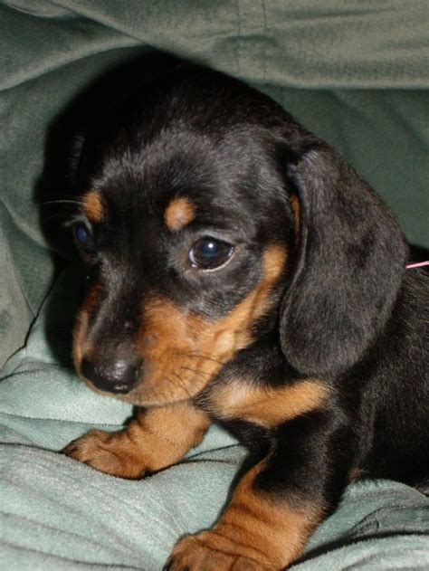 Check spelling or type a new query. Black and Tan Dachshund Puppy | MINI SHORTHAIRED DACHSHUND BLACK N TAN PUP 4 SALE | Lowestoft ...