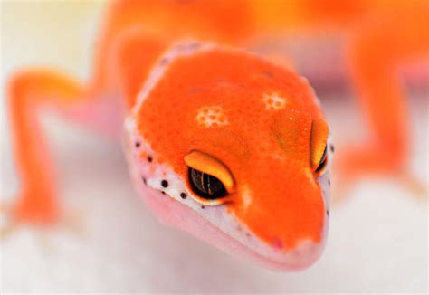 Red Enigma Leopard Gecko By Basticelis On Deviantart