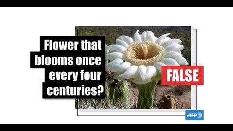 Jinxtips Flowers That Bloom Every 100 Years World S Smelliest Flower