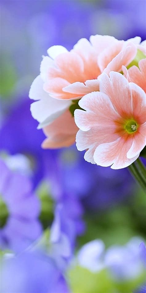 Wallpaper Nice Flower Images Nice Flowers Free Stock Photo Public