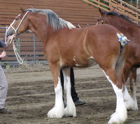 All Horse Breeds Budweiser Clydesdales Clydesdale Horses Broodmare