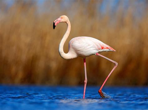 Baby Flamingos Everything You Need To Know With Bird Fact