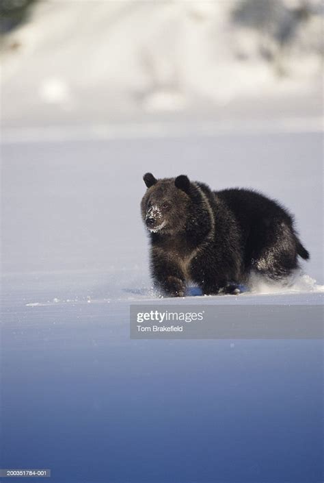 Grizzly Bear Running Through Deep Snow High Res Stock Photo Getty Images