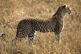 African Leopard | Hembra-Female. El leopardo africano (Panth… | Flickr