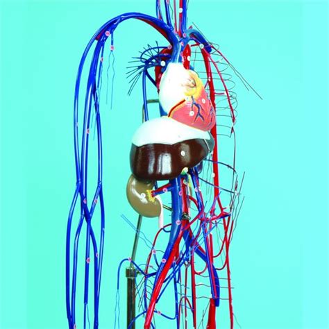 Full Figure Circulatory System Model 3 Dmed