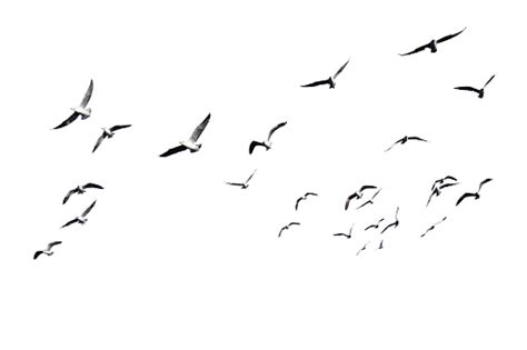 Flock Of Birds Flying Isolated On White Background Stock