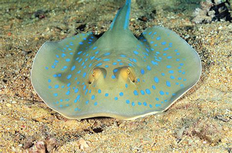 470 Bluespotted Stingray Stock Photos Pictures And Royalty Free Images