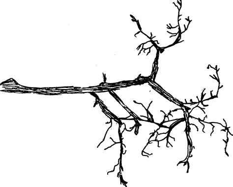 6 Tree Branch Drawing Png Transparent