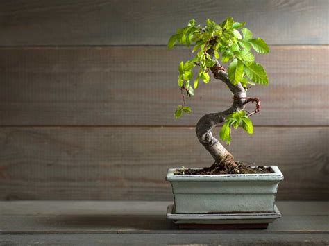 The Ultimate Guide To Bonsai Trees Bonsai Resource Center