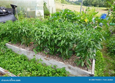 Growing Peppers In Raised Bed In Backyard Garden Blooming Peppers