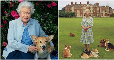 Queen Elizabeth Gets New Corgi Puppy From Prince Andrew For Her