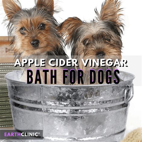 Will Apple Cider Vinegar Kill Fleas On A Dog