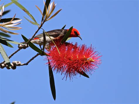 Scarlet Honeyeater Birdphotosneill Flickr