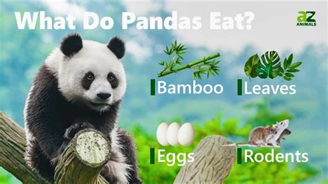 What Do Pandas Eat Az Animals
