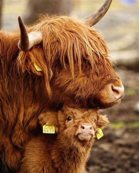 Highlander Cow And Calf Baby Highland Cow Cow Photography Cute Baby Cow