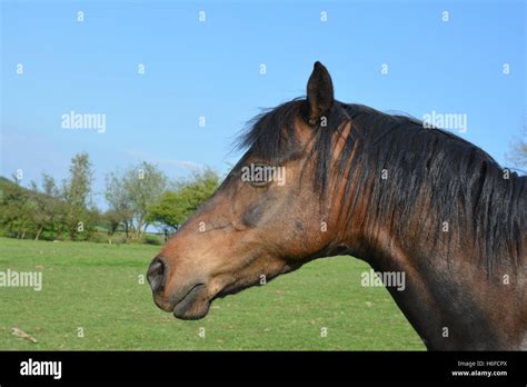 Side View Of Horse Head Stock Photo Alamy