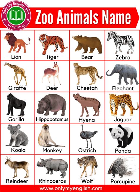 Wild Animals Name List Zoo Animals List Zoo Animals Names Pet