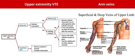 Upper Extremity Venous Thrombosis Management And Grepmed