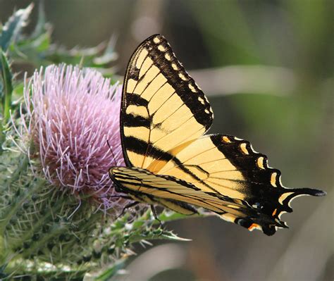 SWALLOWTAIL EASTERN TIGER Papilio Glaucus 2 24 13 Mal Flickr