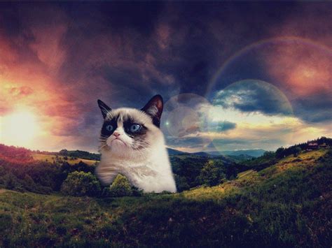 Funny Cat Meme Wallpaper Quotes Lovely