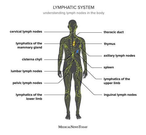 Swollen Lymph Nodes Diagram