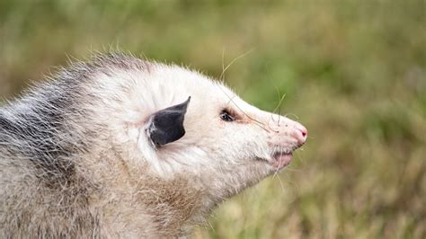 Do Possums Have Rabies 6 Facts You Should Know