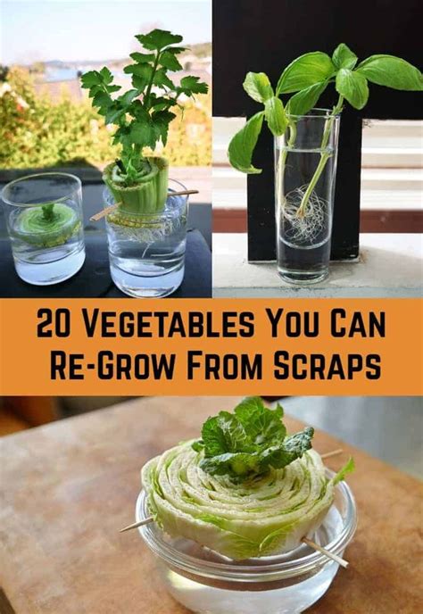 20 Vegetables You Can Re Grow From Scraps Regrow Vegetables