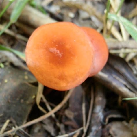 Bright Orange Mushroom Project Noah