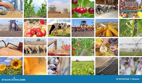 Agriculture In Collage Stock Photo Image Of Agriculture 89542640