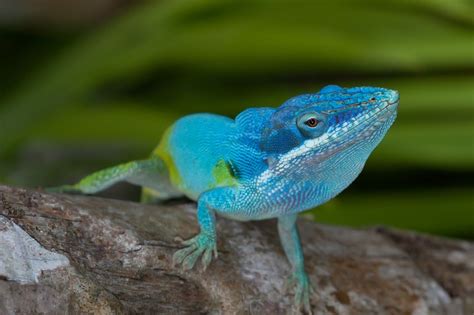Blue The Blue Anole Anolis Gorgonae Discover World Blue Lizard