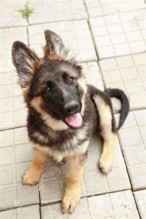 German Shepherd Puppy 4 Months Old Stock Photo Picture And