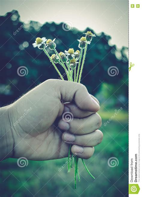 Vintage Photo Hand Holding Flowers Stock Photo Image Of Beautiful