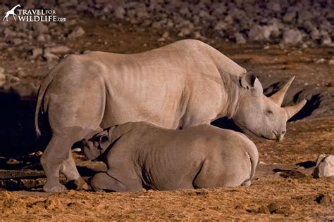 Endangered Black Rhino Nursing Travel For Wildlife