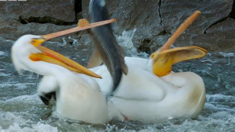 Pelicans Fishing Fail Earths Great Rivers Bbc Earth Youtube