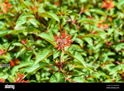 Firebush Or Hummingbird Bush Hamelia Patens Flower Stock Photo Alamy