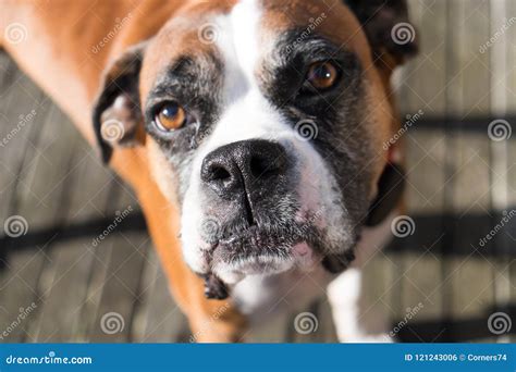 Boxer Dog With Shallow Depth Of Field Focus Is On Nose Stock Photo