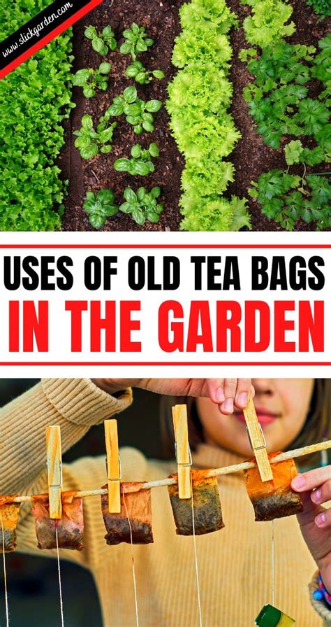 Uses Of Old Tea Bags In The Garden Tea Bag Uses Edible Garden