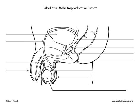 Fill In Blank Male Reproductive System Diagram Unlabeled Human Anatomy