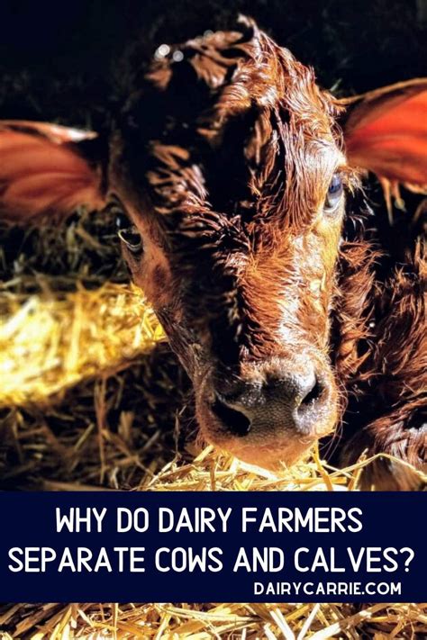 what happens to a dairy cow s calf after it is born dairy carrie