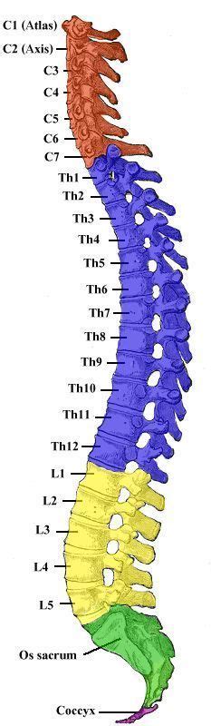 They also provide strength to resist the extreme forces and. Spinal column showing numbered vertebrae which are the names of each bone and which sectio ...