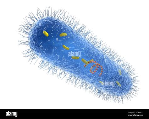 Illustration Of Pseudomonas Aeruginosa Bacteria Showing Internal