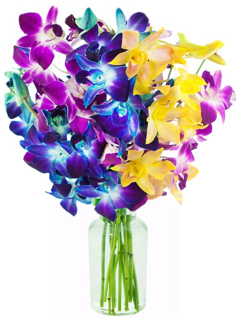 Check spelling or type a new query. Natural Blue Orchid Flower | Orchid Flowers