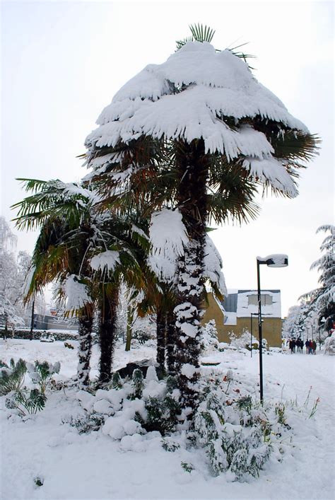 Snow Covered Palm Trees Seattle University Campus 01151 Flickr