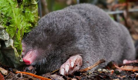 British Moles Facts Information And Habitat