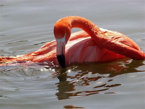 Wallpaper Reflection Swimming Beak Flamingo Wing Fauna