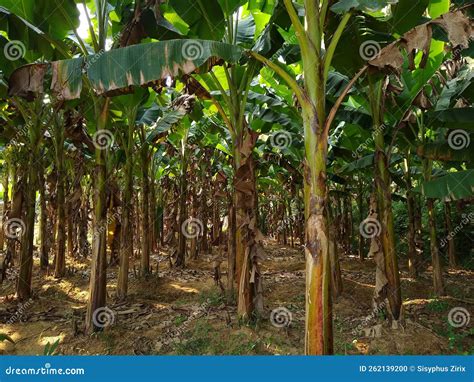 Plantain Farming Banana Cultivation In Thiruvananthapuram Kerala