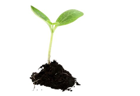 Growing Plants Seedling Sowing Plants Png Download 833576 Free