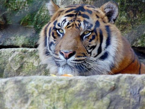 Sumatran Tiger Kansas City Zoo The Zoo Review