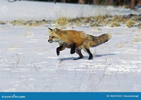Red Fox Vulpes Vulpes Running In Snow Canada Stock Image Image Of
