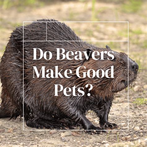 Do Beavers Make Good Pets